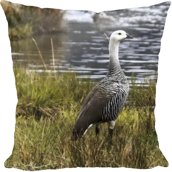 Upland Goose, Bahia Lapataia park F008  /  3636