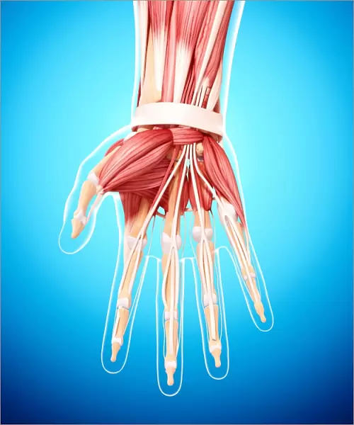 Human hand musculature, artwork F007  /  5943