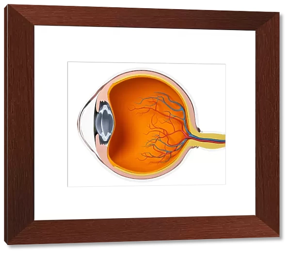 Eye anatomy, artwork F007  /  6126