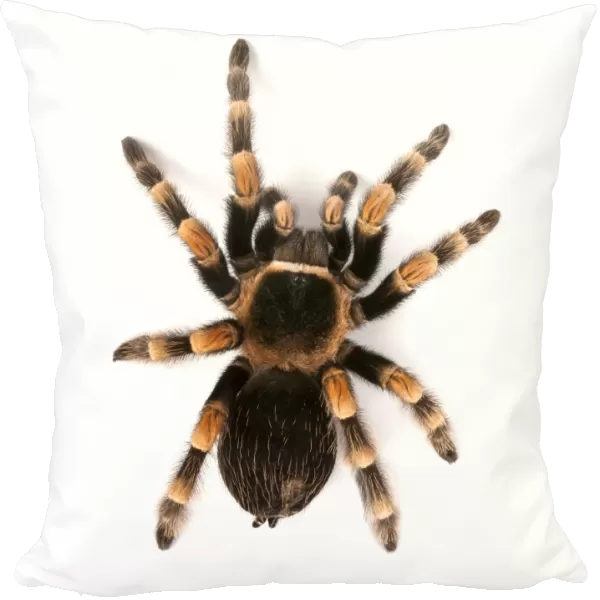 Mexican redknee tarantula F007  /  6538