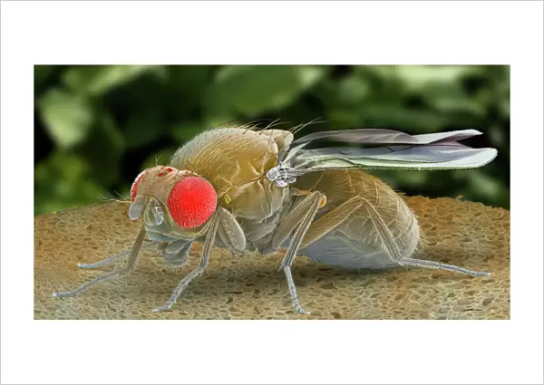 Fruit fly, SEM Z340  /  0768