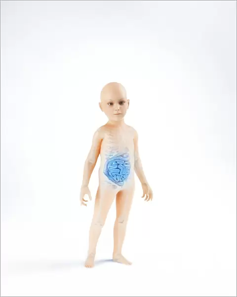 Child anatomy, artwork F006  /  3731