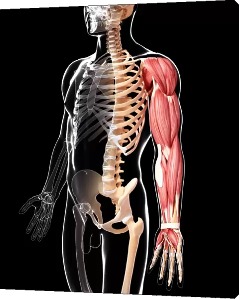 Human arm musculature, artwork F007  /  4029