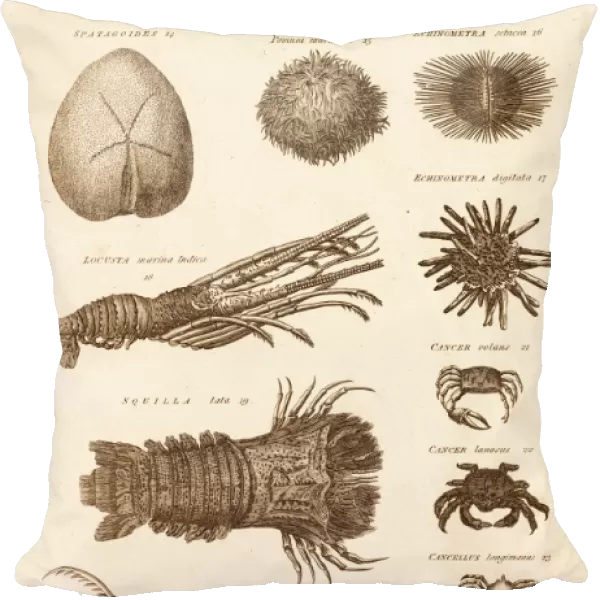 Echinoderms and crustacaens C017  /  3491