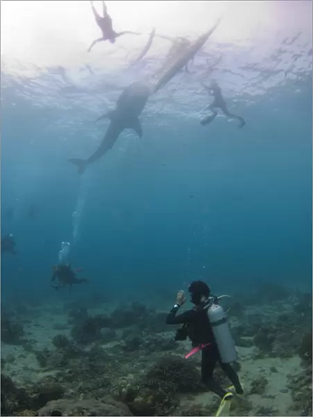 Divers and snorkelers with a whale shark