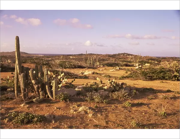 Alto Vista Cactus Desert, Aruba, West Indies, Dutch Caribbean, Central America