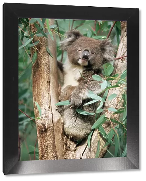 Koala bear, Phascolarctos cinereus, among eucalypt leaves, Gorge Wildlife Park