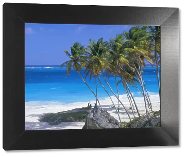 Palm trees and beach, Bottom Bay, Barbados, Caribbean, West Indies, Central America