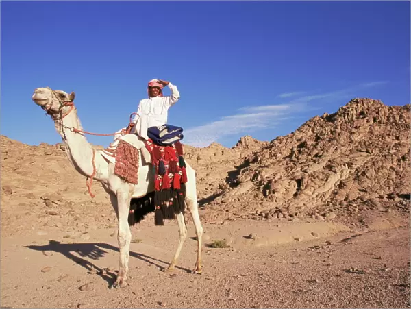 Bedouin and camel, Sinai, Egypt, North Africa, Africa