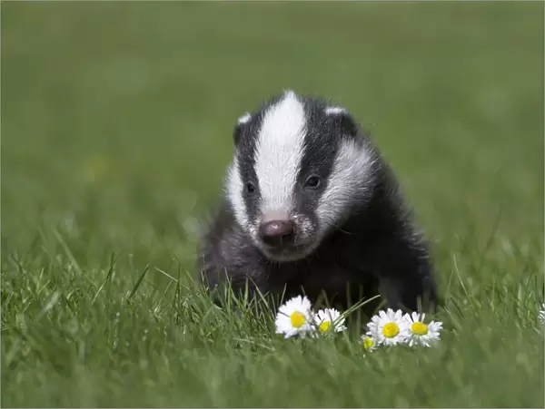Badger cub (Meles meles), captive, United Kingdom, Europe