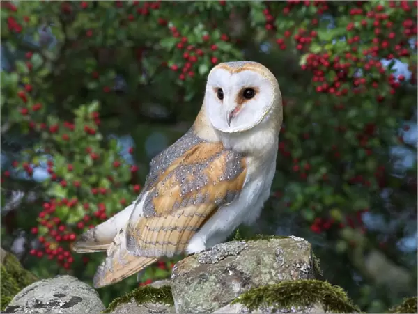 Barn owl (Tyto alba), on dry stone wall with hawthorn berries in late summer
