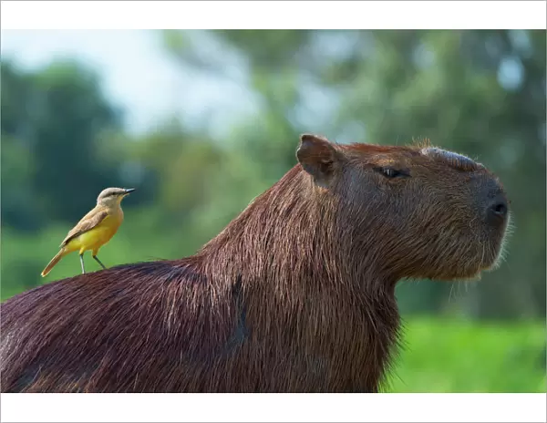 Capybara (Hydrochaeris hydrochaeris) and white-throated kingbird (Tyrannus albogularis) on the back