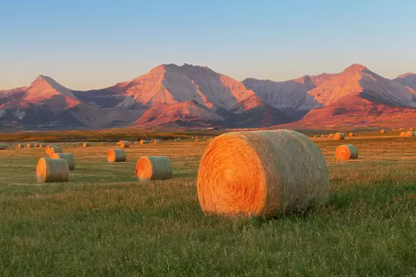 Hay bales in a field with the Rocky Mountains in the background, near Twin Butte