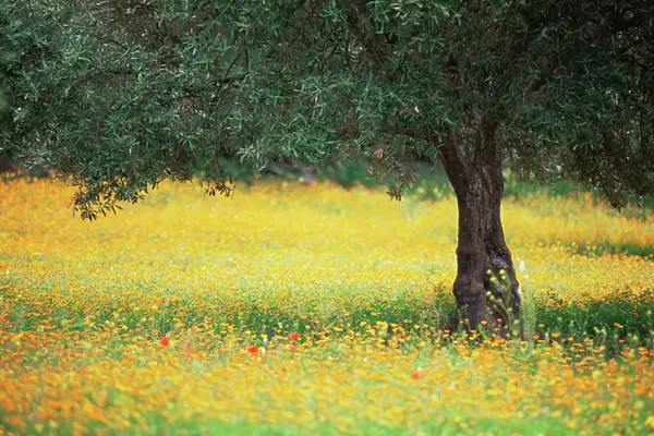 Olive tree in field of wild flowers