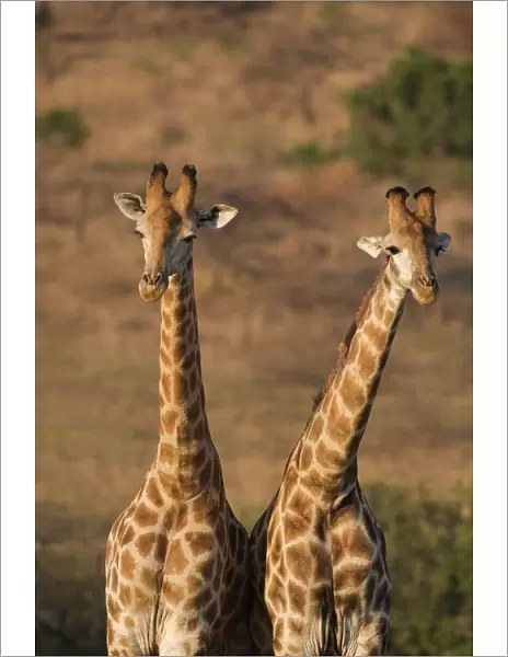 Giraffes (Giraffa camelopardalis)