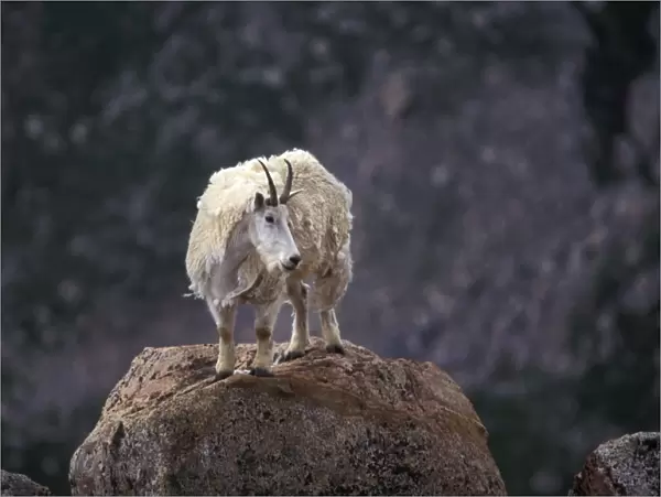 Mountain goat on peak, Mt