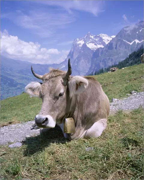 Cow at Alpiglen