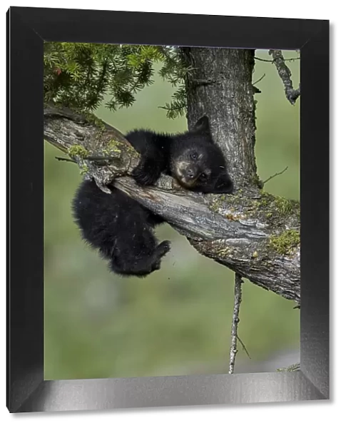 Black Bear (Ursus americanus) cub of the year or spring cub, Yellowstone National Park