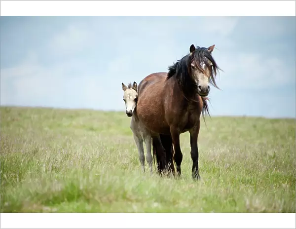 Welsh ponies and foals on the Mynydd Epynt moorland, Powys, Wales, United Kingdom, Europe