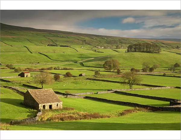 Stone barns and dry stone walls in beautiful Wensleydale in the Yorkshire Dales National