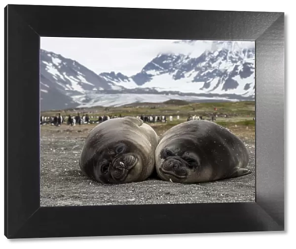 Young southern elephant seals (Mirounga leoninar), on the beach in St
