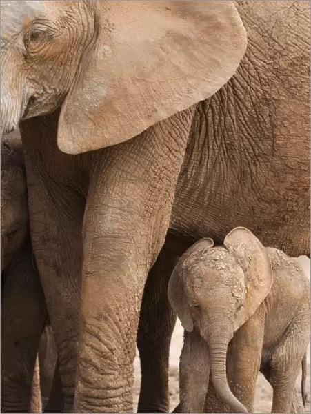 Elephant and baby (Loxodonta africana), Addo Elephant National Park, Eastern Cape