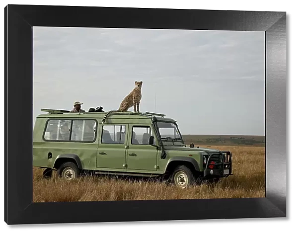 Cheetah (Acinonyx jubatus) on Land Rover safari vehicle, Masai Mara National Reserve