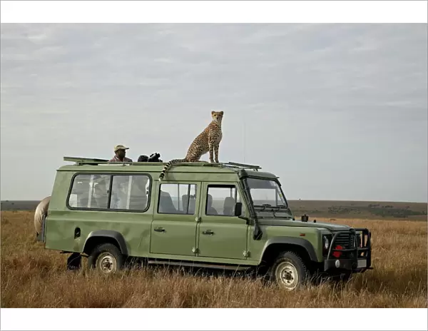 Cheetah (Acinonyx jubatus) on Land Rover safari vehicle, Masai Mara National Reserve
