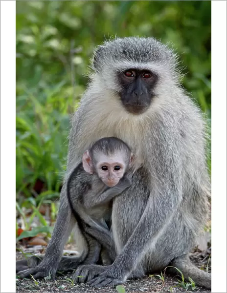 Vervet monkey (Chlorocebus aethiops) mother and infant, Kruger National Park