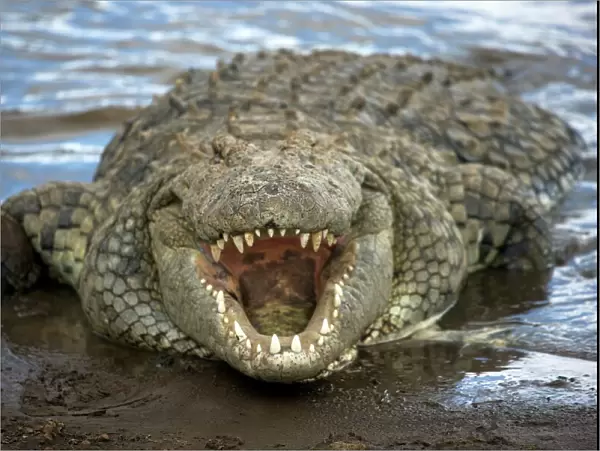 Nile crocodile (Crocodylus niliticus) on shore of Mara River with open jaws