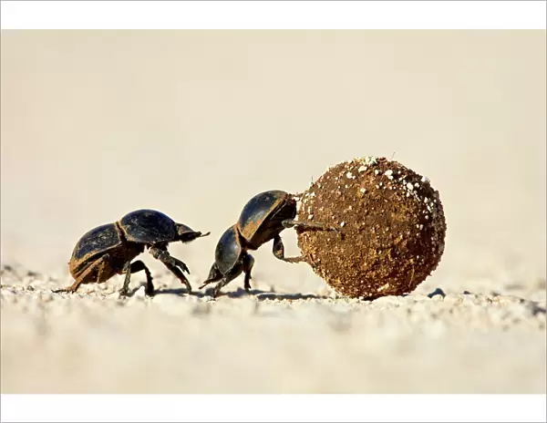 Two dung beetles rolling a dung ball, Addo Elephant National Park, South Africa, Africa