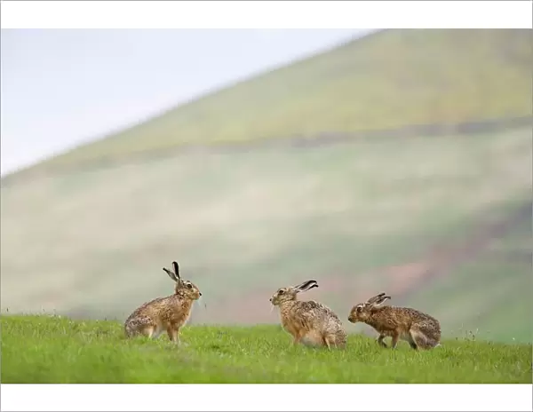 Brown hares (Lepus europaeus), Lower Fairsnape Farm, Bleasdale, Lancashire