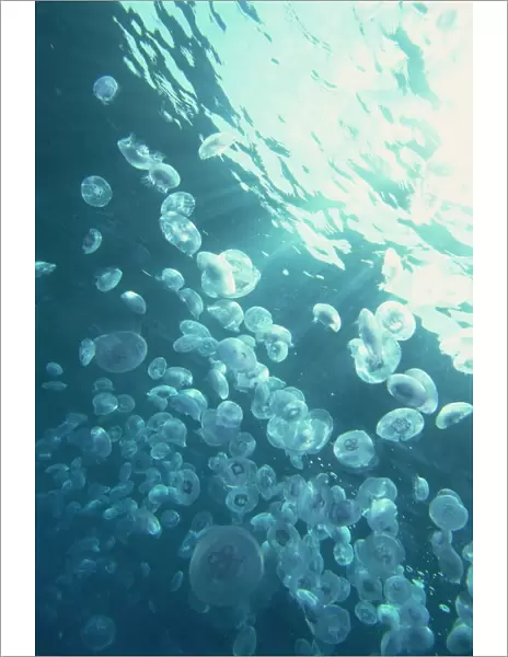 Massed jellyfish on surface of the Red Sea, southern Egypt, North Africa, Africa