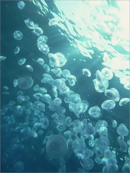 Massed jellyfish on surface of the Red Sea, southern Egypt, North Africa, Africa