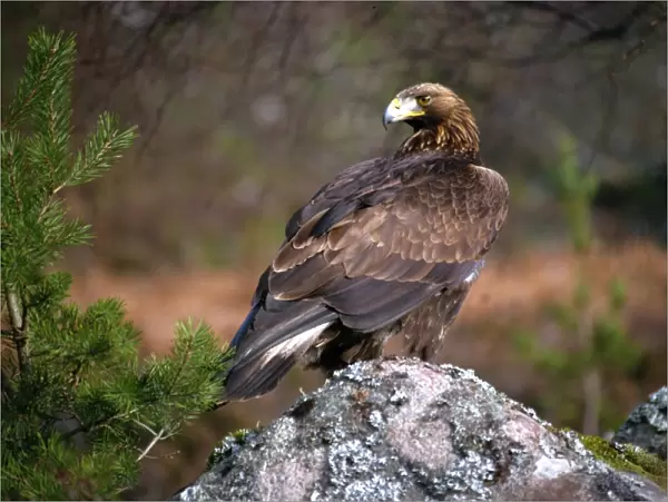 Golden eagle, Highlands, Scotland, United Kingdom, Europe