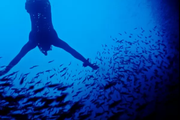 Free diving in a cave off Espanola Island, Galapagos, Ecuador, South America