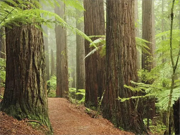 Redwoods and Tree Ferns, The Redwoods, Rotorua, Bay of Plenty, North Island