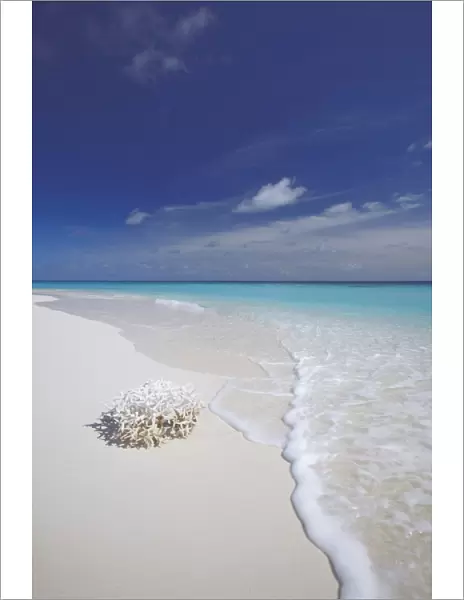 Corals on white sandy beach, Maldives, Indian Ocean, Asia