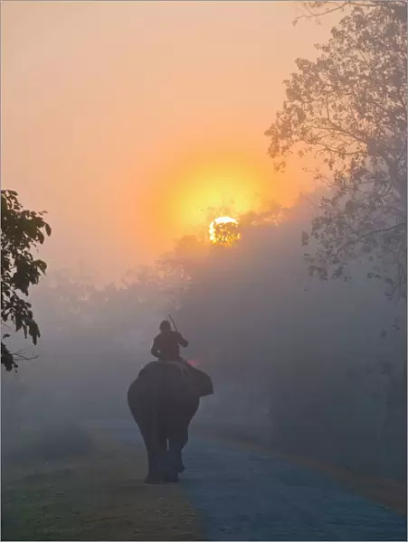Elephant in the fog below the rising sun, Kaziranga National Park, UNESCO World Heritage Site