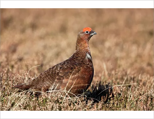 Red grouse (Lagopus lagopus), male, in heather, County Durham, England