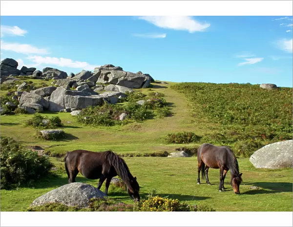 Dartmoor ponies, Bonehill Rocks, Dartmoor National Park, Devon, England