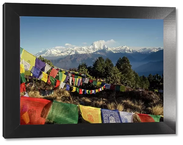 The view from Poon Hill, 3210m, with Dhaulagiri, 8167m, and Dhaulagiri massif, Dhampus Peak, 6012m, and Tukuche Peak, 6920m, in the background with prayer flags in the foreground, Annapurna Conservation Area, Nepal, Asia