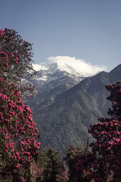 Annapurna South, 7219m, framed by blossoming rhododendron trees (Rhododendron arboreum), Ghorepani, 2874m, Annapurna Conservation Area, Nepal, Himalayas, Asia