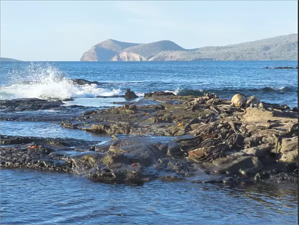 Waves breaking on the coast of Puerto Egas, Santiago Island, Galapagos, UNESCO World Heritage Site, Ecuador, South America