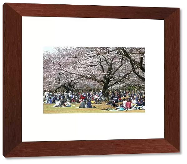 Hanami Japanese Cherry Blossom viewing the Sakura, Tokyo, Japan