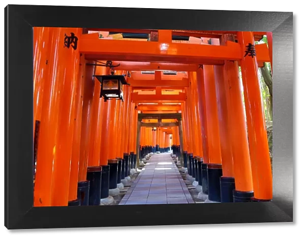 Red torii gate tunnel at Fushimi Inari Shinto shrine in Kyoto, Japan