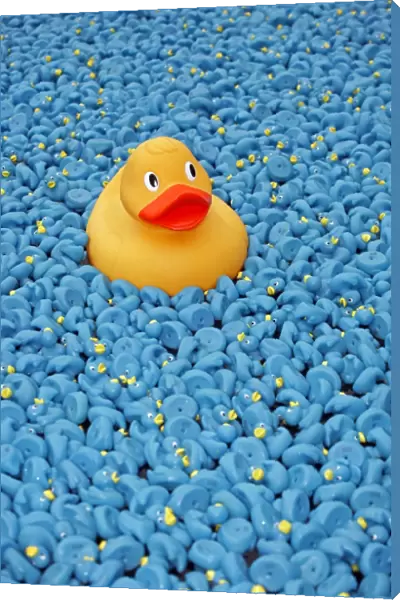 Yellow Rubber Duck and blue ducks at Great British Duck Race