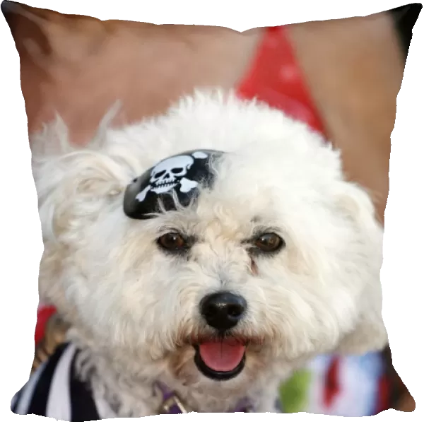 Dog. Poodle dressed as a Pirate