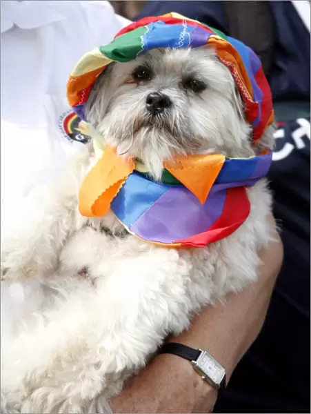 Dog wearing rainbow hat and scarf