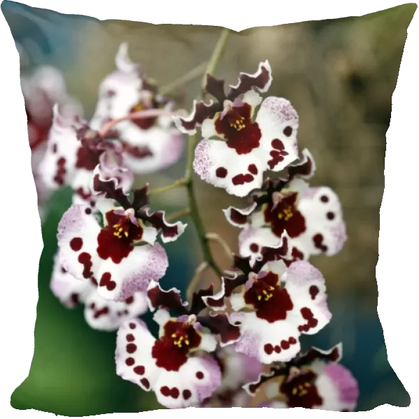 Tolunnia Polka Dot Orchid